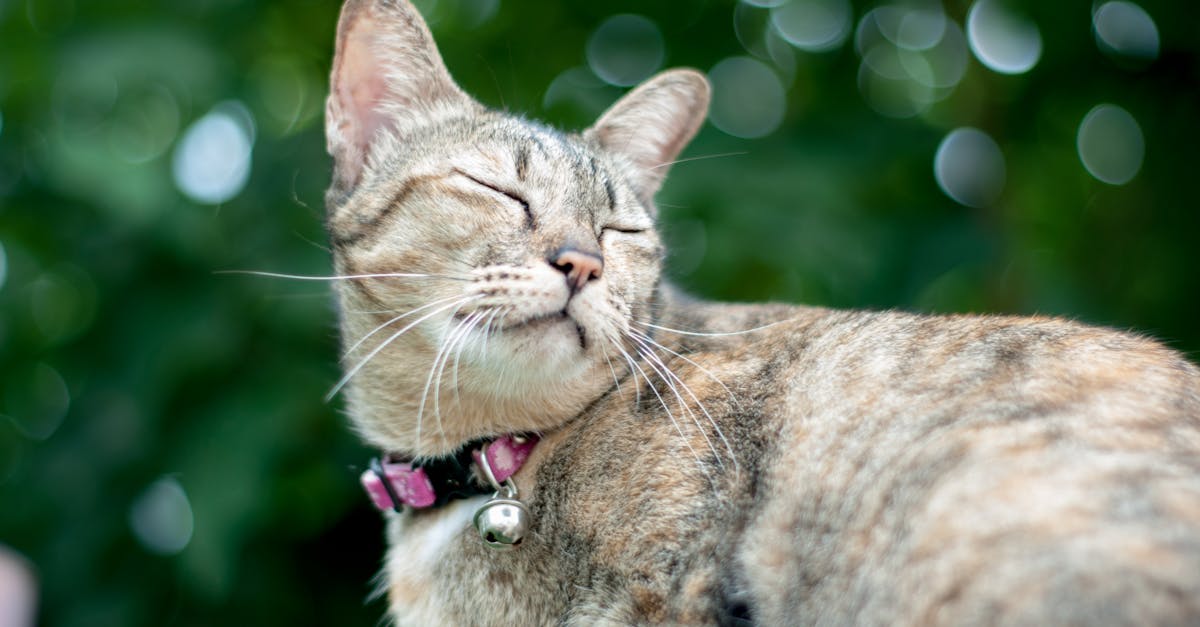 découvrez notre sélection de colliers pour chats, alliant confort et style. offrez à votre compagnon félin un accessoire élégant et sécurisé, tout en facilitant son identification grâce à nos colliers personnalisables.