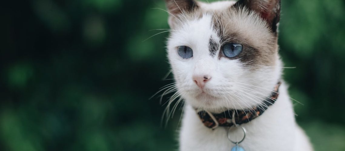 découvrez notre sélection de colliers pour chats, alliant confort et style. offrez à votre félin un accessoire chic et pratique, parfait pour identifier votre compagnon tout en garantissant sa sécurité. disponible dans une variété de tailles et de couleurs pour satisfaire tous les goûts!
