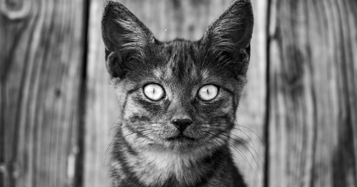 restez informé avec les dernières actualités animales : nouvelles insolites, découvertes scientifiques et tendances du monde animalier, chaque jour en un seul clic.